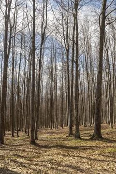 Strong trees in a forest at sunset Stock Photos