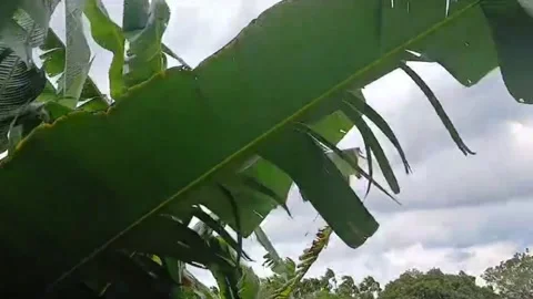 Strong Tropical Storm Wind Moving Banana Trees Before Rain Stock Footage 337887242