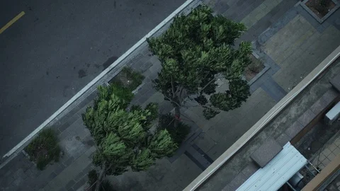 Strong typhoon wind blowing tree due to climate issue Stock Footage 126000693