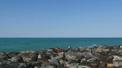 Strong waves blasting against the rocks off the coast of Atlantis in Dubai. Stock Footage 61503194