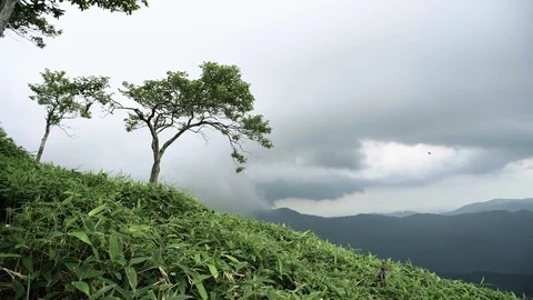 Strong Wind Against Trees, Cloudy and Dark Sky Before Rain Coming Stock Footage 129302981