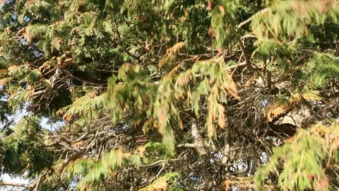 Strong wind among the bushes Stock Footage 128933443