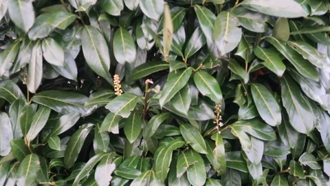 Strong wind among the bushes 動画素材 128933471