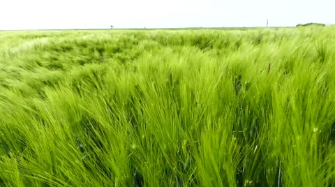 Strong wind and the barley field Stock Footage 67504953