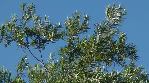 Strong wind and the blue sky Stockbeeldmateriaal 8563732
