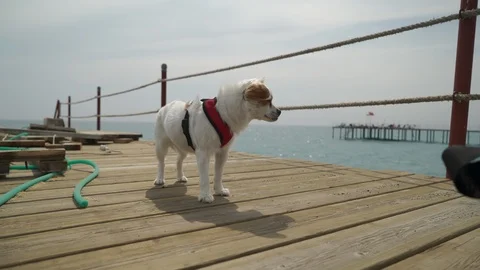 A strong wind and a dog are standing on a pier by the sea. The wind blows the Stock Footage 91007349