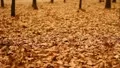 The strong wind and flying leaves in the autumn forest HD Footage