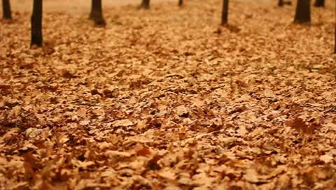 The strong wind and flying leaves in the autumn forest Stock Footage 9107375