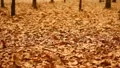 The strong wind and flying leaves in the autumn forest HD Footage