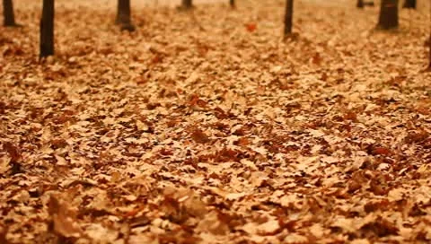 The strong wind and flying leaves in the autumn forest Vidéo 9107631