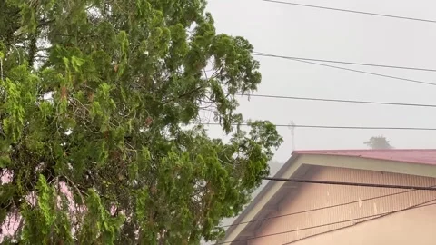 Strong Wind And Heavy Rain Shaking Trees During Tropical Storm Stock Footage 305393881