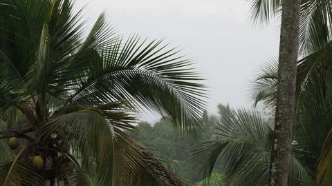 Strong wind and heavy rain in a tropical rainforest Video stock 340643090
