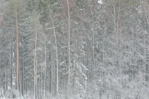 Strong wind and heavy snowfall blizzard in forest Stock Photos