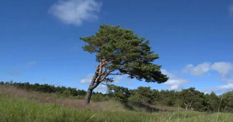 Strong wind and Lonely pine tree with clouds time lapse Stock Footage 39722857