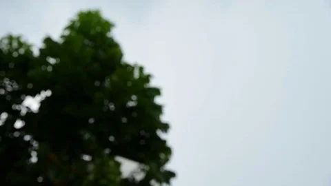 Strong wind and rain bent trees with cloudy in the evening in Bangkok Thailan Stock Footage 83916837