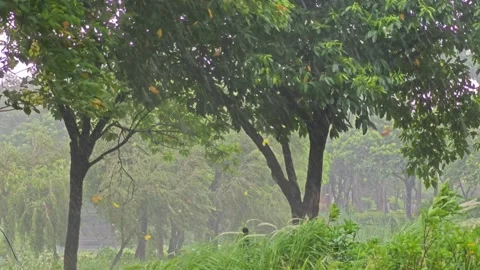 The strong wind and rain moved the leaves Stock Footage 279791488