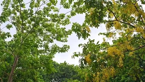 The strong wind and rain moved the leaves Stock Footage 279791937
