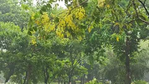 The strong wind and rain moved the leaves Stock Footage 279791938