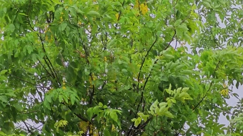 The strong wind and rain moved the leaves Stock Footage 279792274