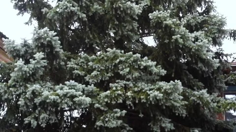 Strong wind and rain. Spruce tree with moving branches. Stock Footage 333857999