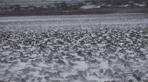 Strong wind and snow 库存影片 46023044