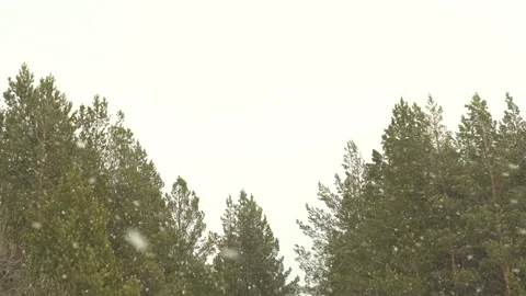 Strong wind and snowfall on the background of trees. Video stock 167552227