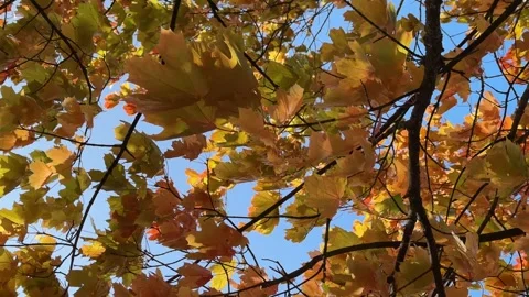 Strong wind in autumn. Maple branches in leaf sway during gusts. Stormy weather Stock Footage 252816010