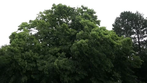 Strong Wind, Bad Weather Stock Footage 244936157