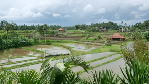 Strong wind in Bali and the view on green rice terraces Stock Footage 152767100
