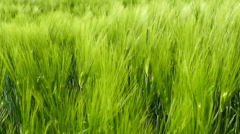 Strong wind in the barley field Stock Footage 67504744