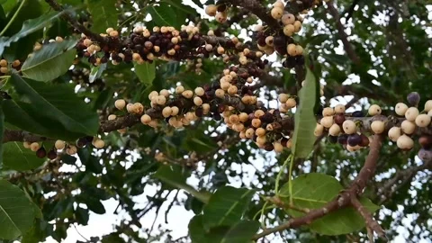 Strong wind on the beach Video stock 204131685