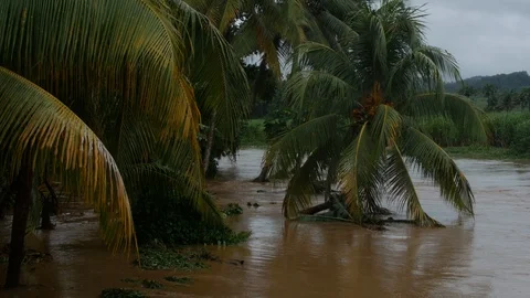 Strong wind because " ELSA Hurricane, ELSA Cyclone " Rivière Salée, Martinique,  Stock Footage 114832161
