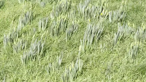 Strong Wind Bending Spring Daffodils in Sunny Park Stock Footage 330913208