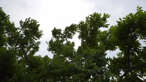 Strong wind bending trees Stock Footage 197401472