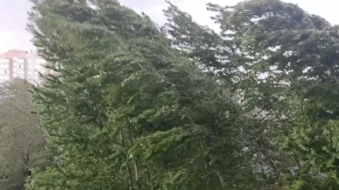 Strong wind bends and breaks trees in the park before a strong thunderstorm. Stock Footage 247869230