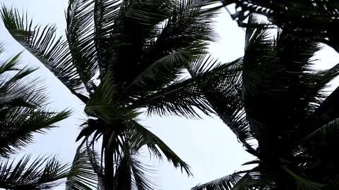Strong wind bends the coconut tree at the sea coast Stock Footage 116126179
