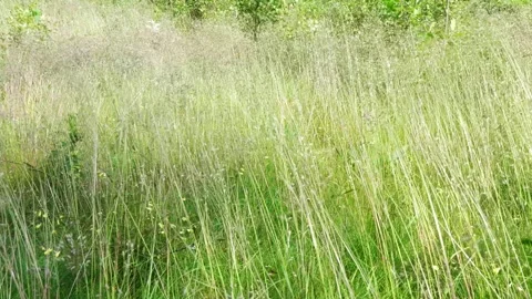 Strong wind bends grass in an open field creating beautiful movements and Stock Footage 313013562