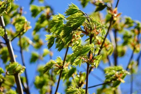 A strong wind bends the leaves on the tree Stock Photos