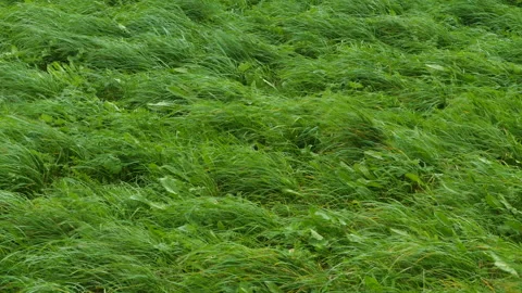 Strong wind bends the thick grass 스톡 동영상 139152665