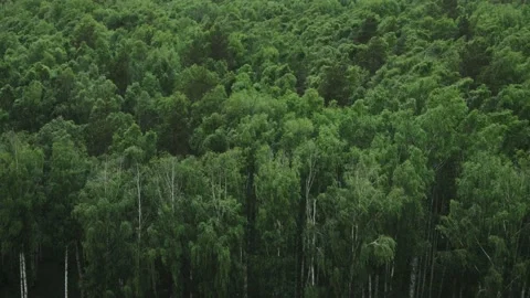 Strong wind in birch forest Stock Footage 133336918