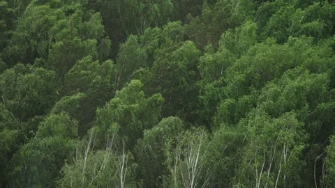 Strong wind in birch forest Stock Footage 133336997