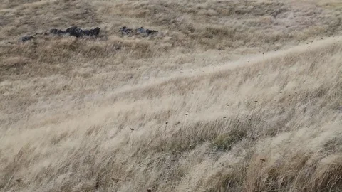 Strong wind blow through grassland of New Zealand Stock Footage 73753092