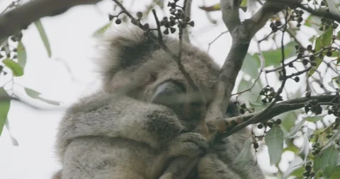 Strong Wind Blow On Tree, Koala Sleeping Vídeo Stock 334020120