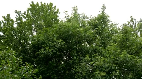 Strong wind blowes the flowering elder flower (sambucus nigra) tree Stock Footage 131253073