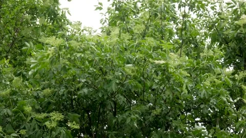 Strong wind blowes the flowering elder flower (sambucus nigra) tree Stock Footage 131253163