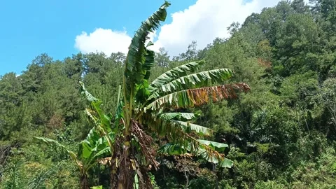 Strong wind blowing banana trees in tropical forest Stock Footage 317020832