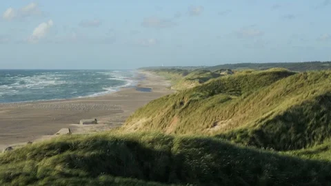 Strong wind blowing on coastal grassy sand dunes Stock Footage 338084766