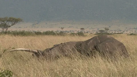 Strong wind blowing on a dead elephant in the bush with full intact tusks 스톡 동영상 119248304