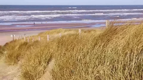 Strong wind blowing dune grass on a sandy beach Stock Footage 321816214