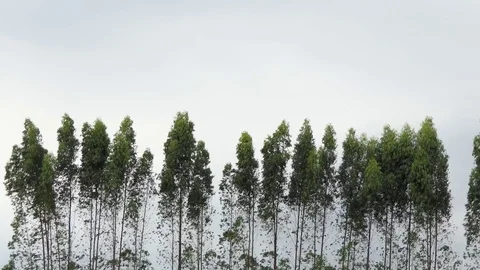 Strong wind blowing eucalyptus trees tropical storm climate, 4k Stock Footage 80898108